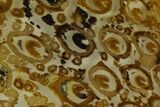 Petrified Fern (Osmundacaulis) Trunk Slice - Tasmania #106666-1